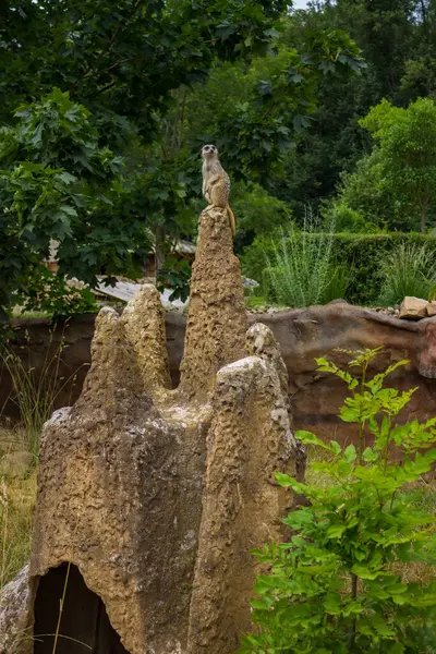 Jihlava, Çek Cumhuriyeti - 4 Temmuz 2024: Modern bir hayvanat bahçesinde pavyonların içi. Yüksek kalite fotoğraf