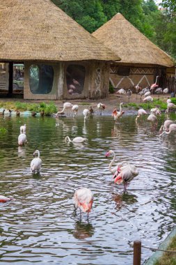 Jihlava, Çek Cumhuriyeti - 4 Temmuz 2024: Modern bir hayvanat bahçesinde pavyonların içi. Yüksek kalite fotoğraf