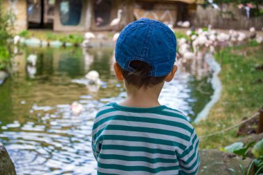 Kot pantolonlu küçük bir çocuk modern bir hayvanat bahçesinde hayvanları izlerken eğleniyor. Yüksek kalite fotoğraf