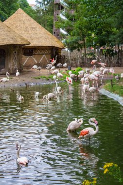 Jihlava, Çek Cumhuriyeti - 4 Temmuz 2024: Modern bir hayvanat bahçesinde pavyonların içi. Yüksek kalite fotoğraf