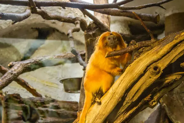 Modern bir hayvanat bahçesinde vahşi hayvanlarla dolu bir köşk. Yüksek kalite fotoğraf