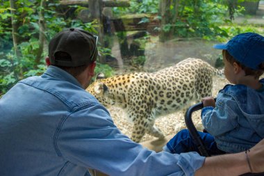 Baba ve oğlu hayvanat bahçesinde vahşi hayvanlara bakıyor. Günü ailemle geçireceğim. Yüksek kalite fotoğraf
