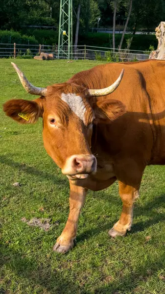 Bir çayırda dinlenen inek, mavi gökyüzü ve arka planda beyaz bulutlar. Yüksek kalite fotoğraf
