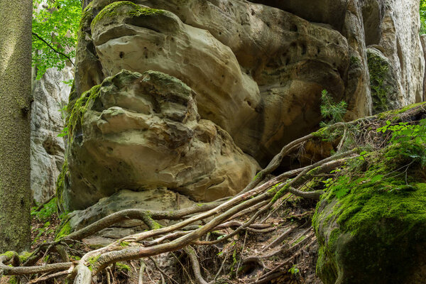 Карпатские горы летом, чудесный пейзаж, деревья и луга, ветер и небо. Высокое качество фото