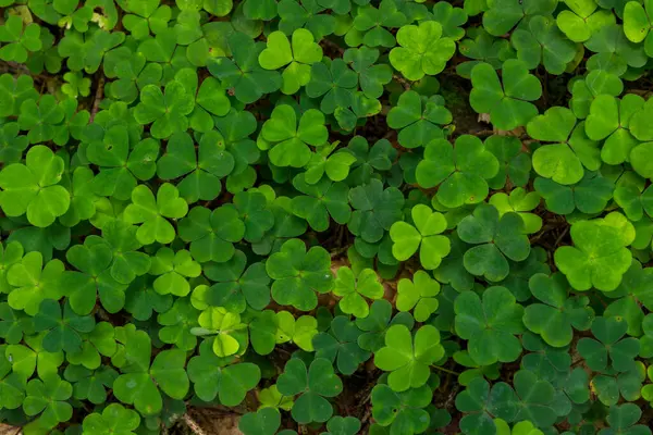 Yeşil yapraklı arka plan şanslı gün. Yüksek kalite fotoğraf