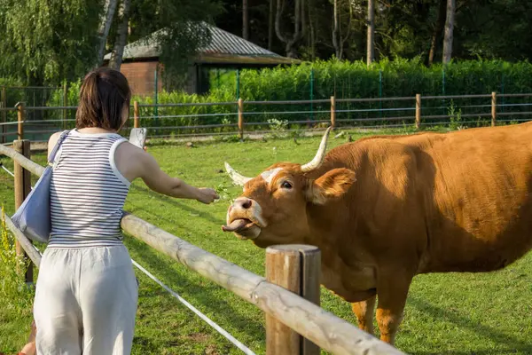 Yaz aylarında tarlada inek besleyen genç bir kadın. Yüksek kalite fotoğraf