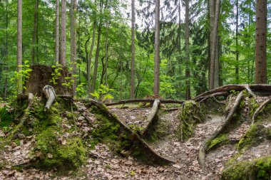 Yazın Karpat Dağları, muhteşem manzara, ağaçlar ve çayırlar, rüzgar ve gökyüzü. Yüksek kalite fotoğraf