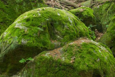 Yazın Avrupa Ormanı 'nın güzel yeşil doğa manzarası. Yüksek kalite fotoğraf