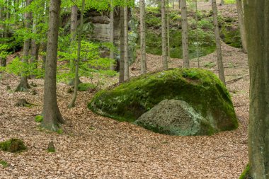 Yazın Avrupa Ormanı 'nın güzel yeşil doğa manzarası. Yüksek kalite fotoğraf