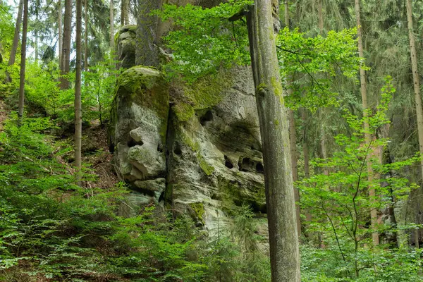 Yazın Avrupa Ormanı 'nın güzel yeşil doğa manzarası. Yüksek kalite fotoğraf