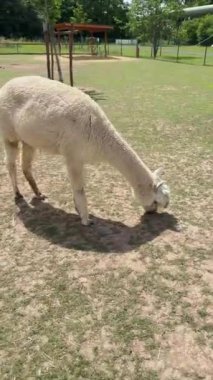 Alpaka Hayvan Kafa Kesimi, komik saç kesimi ve Çiğneme Hareketi. Dikey video. Yüksek kalite 4k görüntü