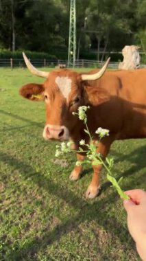 Bir çayırda dinlenen inek, mavi gökyüzü ve arka planda beyaz bulutlar. Yüksek kalite fotoğraf