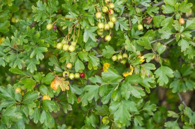 Crataegus monogyna 'nın yeşil meyvesi, şahin ya da tek tohumlu şahin dikeni olarak bilinir. Yüksek kalite fotoğraf