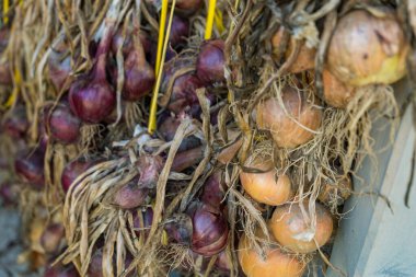 Ev mutfağının altındaki hasattan sonra soğan ve sarımsak kurut. Yüksek kalite fotoğraf
