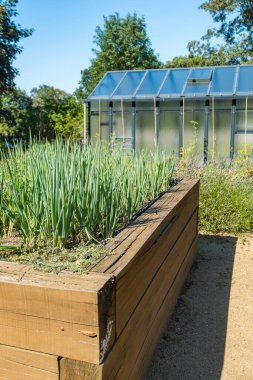 Gündüz vakti bahçesinde lahana ve biberle yükseltilmiş yataklar olan sebze bahçesi. Yüksek kalite fotoğraf