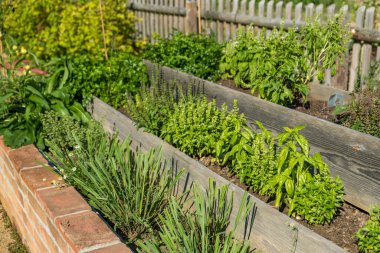 Gündüz vakti bahçesinde lahana ve biberle yükseltilmiş yataklar olan sebze bahçesi. Yüksek kalite fotoğraf