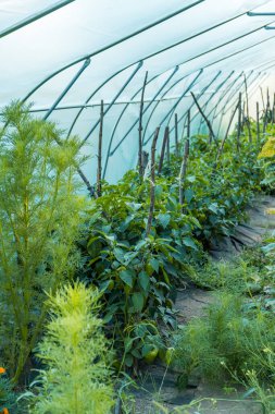 Güneşli bir günde köy bahçesinde serayı kaplayan katlanabilir bir film. Yüksek kalite fotoğraf