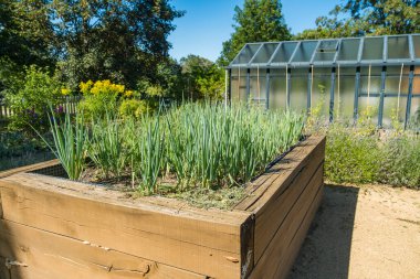 Gündüz vakti bahçesinde lahana ve biberle yükseltilmiş yataklar olan sebze bahçesi. Yüksek kalite fotoğraf