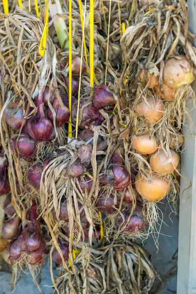 Ev mutfağının altındaki hasattan sonra soğan ve sarımsak kurut. Yüksek kalite fotoğraf