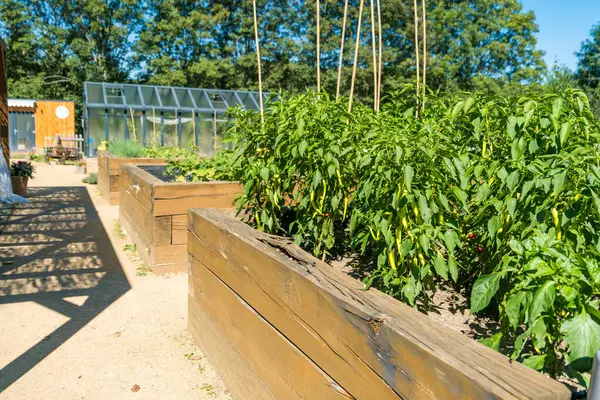 Gündüz vakti bahçesinde lahana ve biberle yükseltilmiş yataklar olan sebze bahçesi. Yüksek kalite fotoğraf