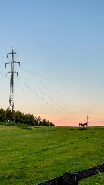 Elektrik hatları olan yeşil bir alan ve günbatımı gökyüzü, uzakta geyik. Yüksek kalite fotoğraf