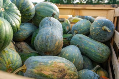 Açık tarım pazarında tahta sandıkların içinde bir yığın yeşil balkabağı. Yüksek kalite fotoğraf