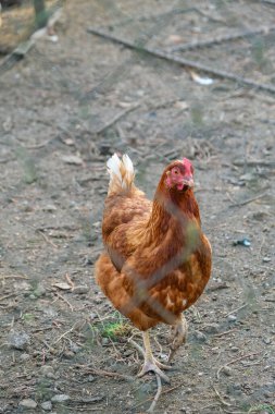 Kırsal bir çevrede toprak üzerinde duran kahverengi tavuk. Dikey fotoğraf. Yüksek kalite fotoğraf