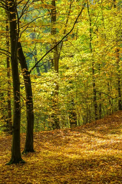 Güzel rengarenk sonbahar doğası. Güzel sonbahar manzarası. Yüksek kalite fotoğraf