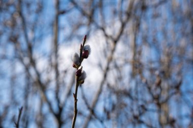 Pussy willow branches against a blue sky, early signs of spring awakening. High quality photo