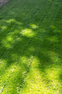 Taze kesilmiş çimen bahçesi, elektrikli çim biçme makinesi. Yüksek kaliteli fotoğraf.