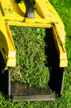 Sarı çim biçme makinesi konteynırı ve taze çimen. Yüksek kalite fotoğraf