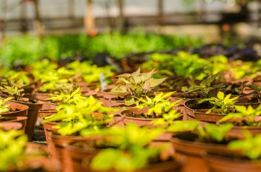 Seradaki tohumlardan bitkiler büyüyor. Yüksek kalite fotoğraf