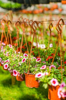 Çocuk odası çiftliğinde, serada çiçek saksıları asmak. Yüksek kalite fotoğraf