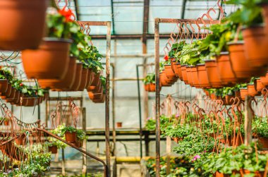 Seradaki plastik kaplarda asılı pembe, sarı ve mor çiçekler. Yüksek kalite fotoğraf
