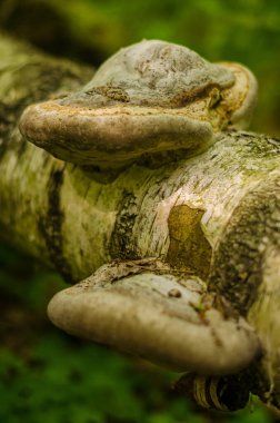 Mushroom growing on birch in the forest High quality photo clipart