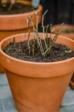 Turuncu seramik kapta kurumuş gül. Yüksek kalite fotoğraf