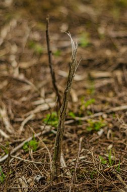 Çatlamış ve kurumuş, tarlada soyulmuş. Yüksek kalite fotoğraf.