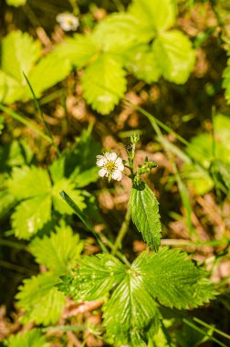 Growing wild strawberries. White flowers forest strawberries in the forest. . High quality photo clipart