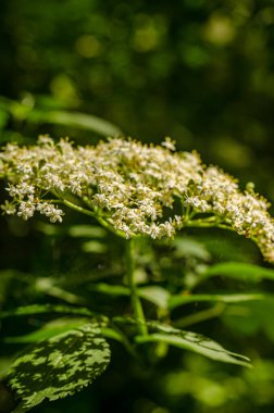 Meadow 'da Viburnum lantana çiçeği, yakın çekim. Yüksek kalite fotoğraf