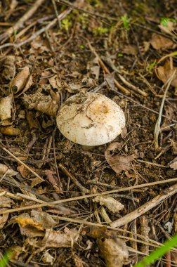 Ormanda yenilebilir mantar yetişir. Yüksek kalite fotoğraf