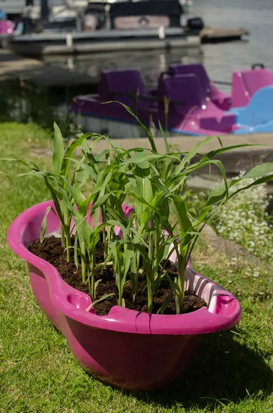 Pembe plastik çocuklardaki bitkiler gölün yanında oyuncak banyosu yapıyor. Yüksek kalite fotoğraf