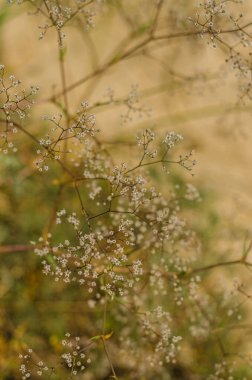 Küçük çiçek tomurcukları doğal arkaplanı kapatır. Yüksek kalite fotoğraf