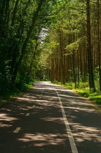 Ormanda uzanan düz bir asfalt yol. Yüksek kalite fotoğraf.