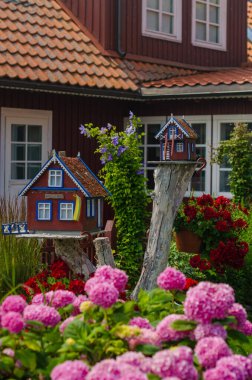İki küçük kuş evine ve ahşap bir evin duvarına karşı çiçek açıyor. Yüksek kalite fotoğraf