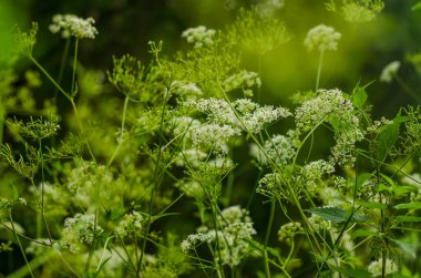 İnek maydanozu ya da yaban kaşarından yapılmış makroyu kapat. Yüksek kalite fotoğraf