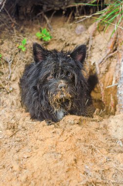 Kara kirli küçük köpek ağacın altındaki kumda çukur kazıyor ve yatıyor. Yüksek kalite fotoğraf