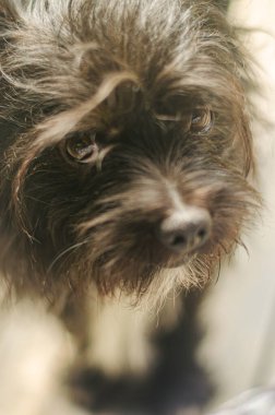 Siyah küçük köpeğin gülen yüzünü yakından çek. Yüksek kalite fotoğraf