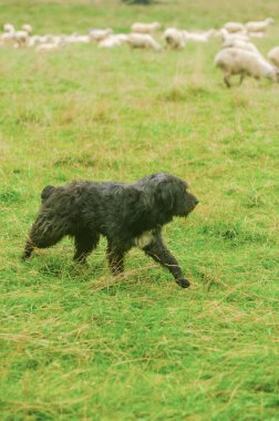 Kara çoban köpeği koyunları koruyor. Yüksek kalite fotoğraf