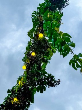 yellow string lights are illuminating the plants against a cloudy sky. High quality photo clipart