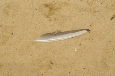 Kumsalda kumdan yapılmış yalnız bir martı tüyü. Yüksek kalite fotoğraf